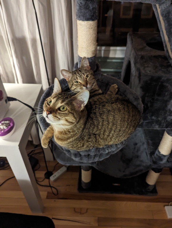 Ginkgo and Willow, our beloved cats